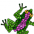 Froglet